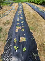 팜모닝 배추·영농일지 게시글 이미지