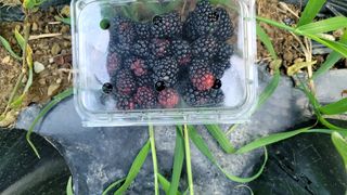 꽃님님의 자유주제 · 칭찬해요 작성글 사진