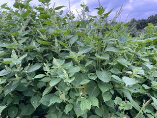 희아산매실님의 들깨 · 영농일지 작성글 사진