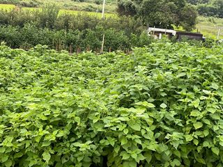 희아산매실님의 들깨 · 영농일지 작성글 사진