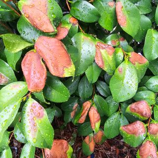 자두15836님의 기타작물 · 병해충상담 작성글 사진