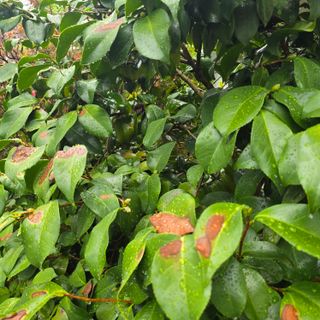 자두15836님의 기타작물 · 병해충상담 작성글 사진