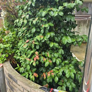 자두15836님의 기타작물 · 병해충상담 작성글 사진