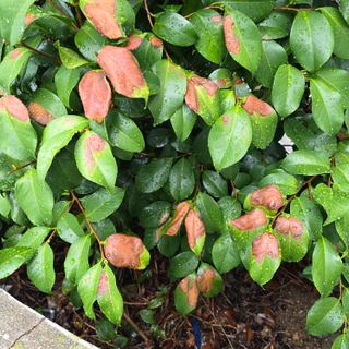 자두15836님의 기타작물 · 병해충상담 작성글 사진