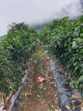 허굴산농장님의 자유주제 · 자유게시판 작성글 사진
