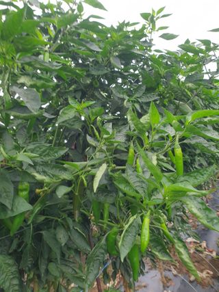 허굴산농장님의 자유주제 · 자유게시판 작성글 사진