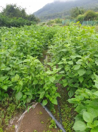 허굴산농장님의 자유주제 · 자유게시판 작성글 사진