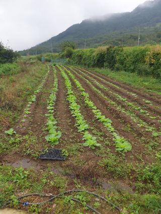 허굴산농장님의 자유주제 · 자유게시판 작성글 사진