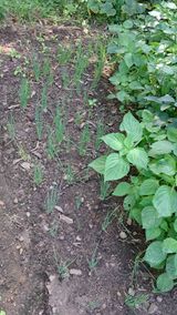 팜모닝 파·영농일지 게시글 이미지