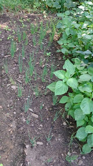 태능김동수님의 파 · 영농일지 작성글 사진