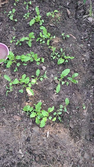 태능김동수님의 파 · 영농일지 작성글 사진