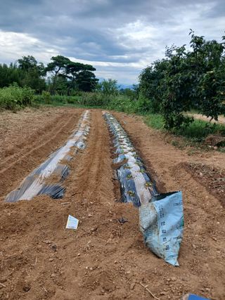 자경님의 배추 · 영농일지 작성글 사진