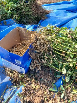 자경님의 배추 · 영농일지 작성글 사진