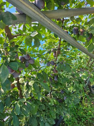 김치명님의 자유주제 · 자유게시판 작성글 사진