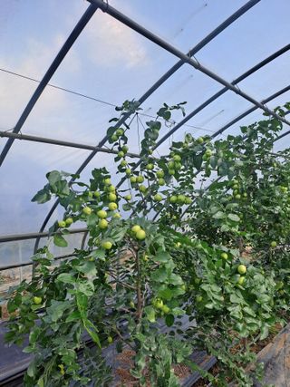 부여취나물님의 자유주제 · 자유게시판 작성글 사진