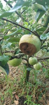 팜모닝 사과·병해충상담 게시글 이미지