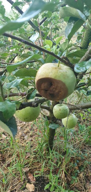 권병관님의 사과 · 병해충상담 작성글 사진