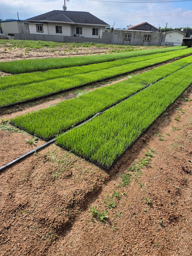 장터 상품 [양파모종 300주/비닐포장] 썸네일