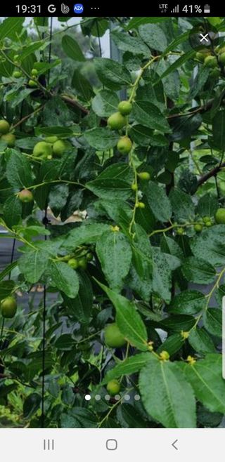 초록나무님의 고추 · 영농일지 작성글 사진