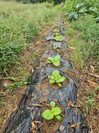 황궁양원님의 농사, 무엇이든 물어보세요! · 참여글 작성글 사진