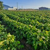 팜모닝 마늘·영농일지 게시글 이미지