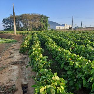 문식님의 마늘 · 영농일지 작성글 사진