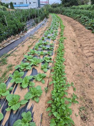 주옥님의 자유주제 · 자유게시판 작성글 사진