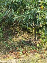 팜모닝 기타작물·영농일지 게시글 이미지