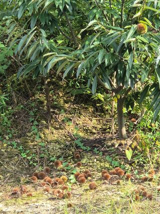 최호용님의 기타작물 · 영농일지 작성글 사진