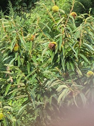 최호용님의 기타작물 · 영농일지 작성글 사진