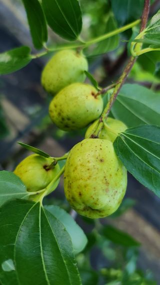 곰세마리님의 기타작물 · 병해충상담 작성글 사진