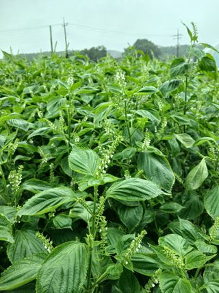 상원(尙沅)님의 자유주제 · 자유게시판 작성글 사진