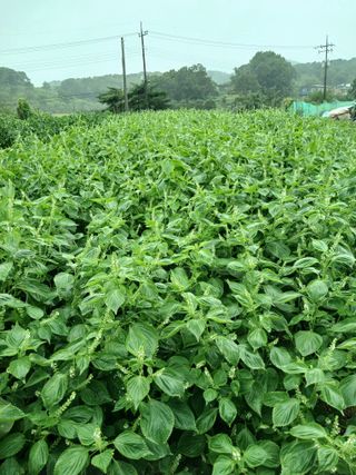 상원(尙沅)님의 자유주제 · 자유게시판 작성글 사진