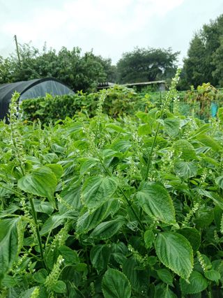 상원(尙沅)님의 자유주제 · 자유게시판 작성글 사진