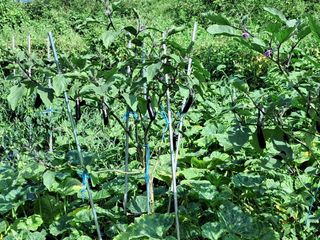 하중규(고추 재배)님의 고추 · 영농일지 작성글 사진