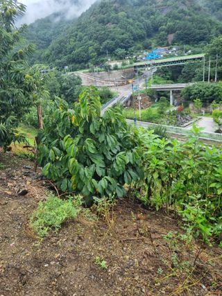 김용대님의 자유주제 · 자유게시판 작성글 사진