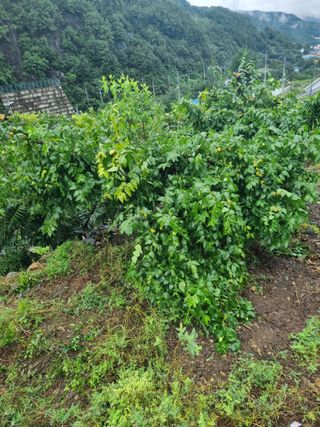 김용대님의 자유주제 · 자유게시판 작성글 사진