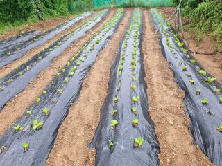 들꽃농장님의 자유주제 · 자유게시판 작성글 사진