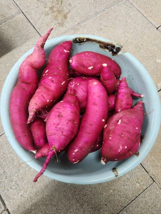 선우농장님의 고구마 · 영농일지 작성글 사진