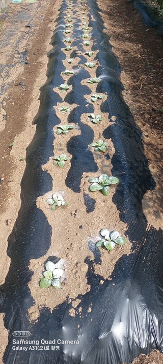 복권님의 배추 · 영농일지 작성글 사진