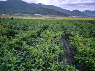 사천시향촌동 돼지띠님의 자유주제 · 자유게시판 작성글 사진