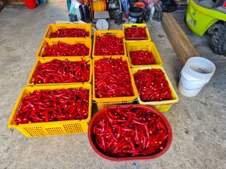 사천시향촌동 돼지띠님의 자유주제 · 자유게시판 작성글 사진