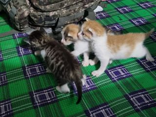 들꽃농장님의 자유주제 · 자유게시판 작성글 사진