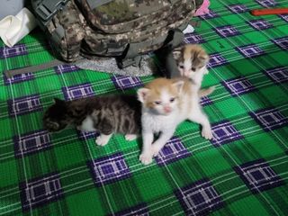 들꽃농장님의 자유주제 · 자유게시판 작성글 사진