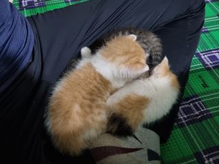 들꽃농장님의 자유주제 · 자유게시판 작성글 사진