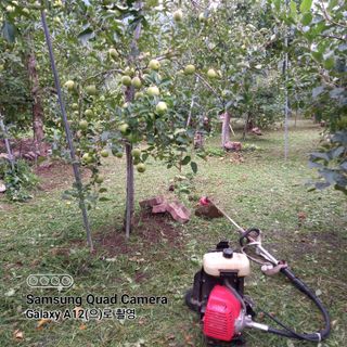 최동구님의 사과 · 제초 작성글 사진