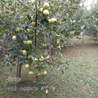 최동구님의 사과 · 제초 작성글 사진