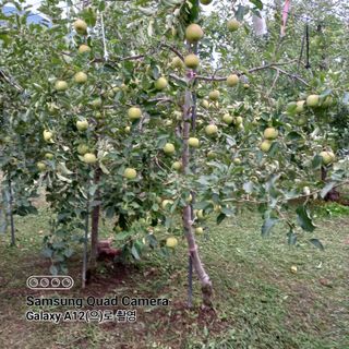 최동구님의 사과 · 제초 작성글 사진