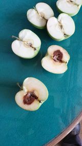 팜모닝 사과·병해충상담 게시글 이미지