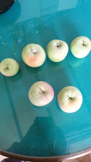 강영석님의 사과 · 병해충상담 작성글 사진